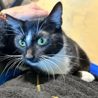 A young medium-sized female Black & White / Tuxedo Domestic Short Hair cat named Morticia for adoption in Bolingbrook, IL