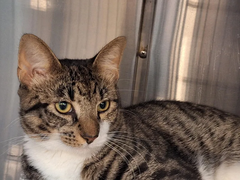 A young large-sized male Tabby (Tiger Striped) Domestic Short Hair cat named Mason for adoption in Berkeley Heights, NJ