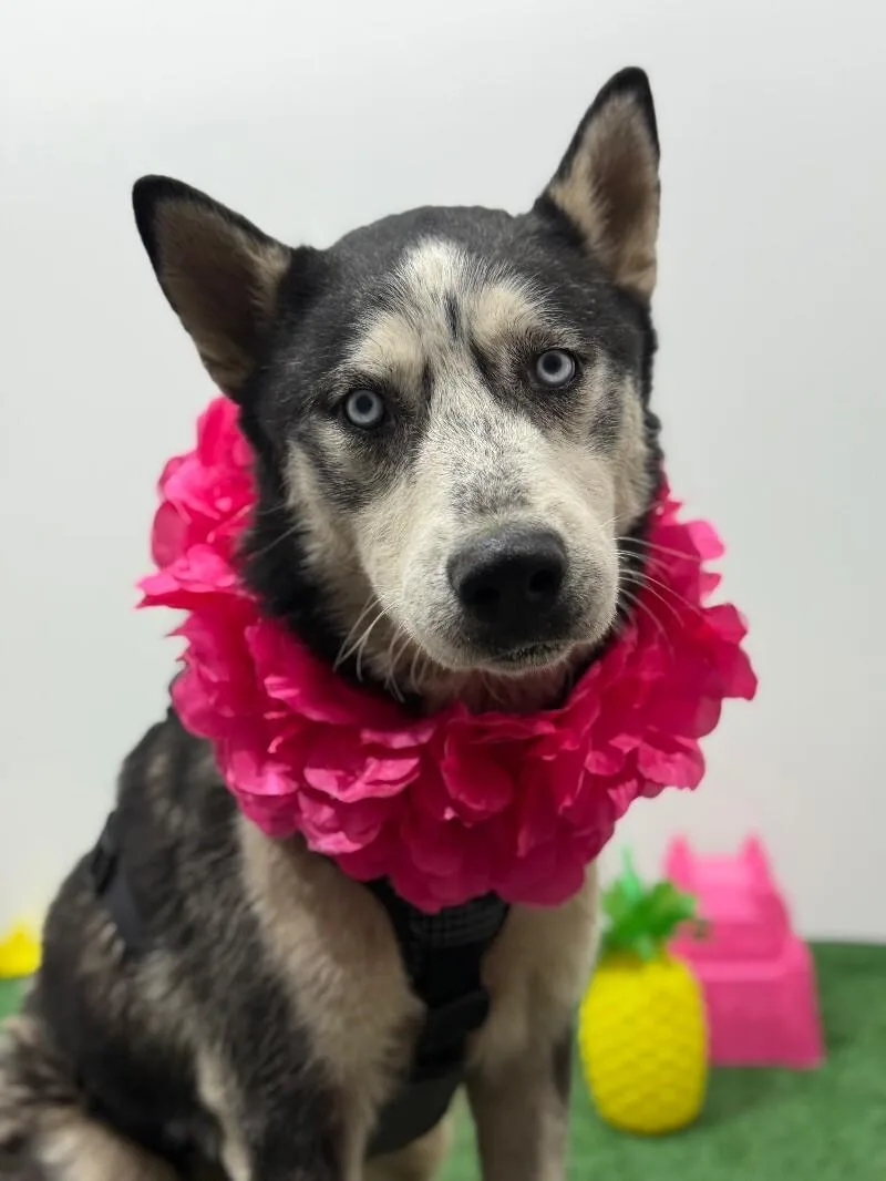 A young medium-sized male Black Husky dog named Benedict for adoption in Carlsbad, CA