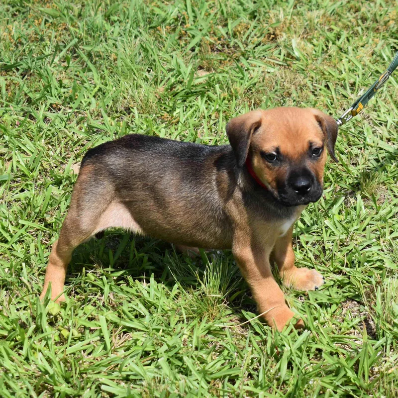A baby medium-sized male Black Mixed Breed dog named Mater for adoption in Searcy, AR