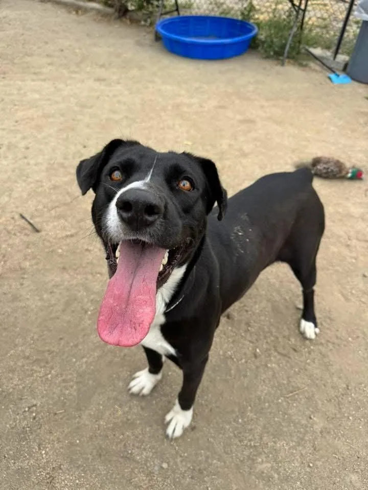 An adult large-sized female Labrador Retriever dog named Sadie for adoption in San Diego, CA