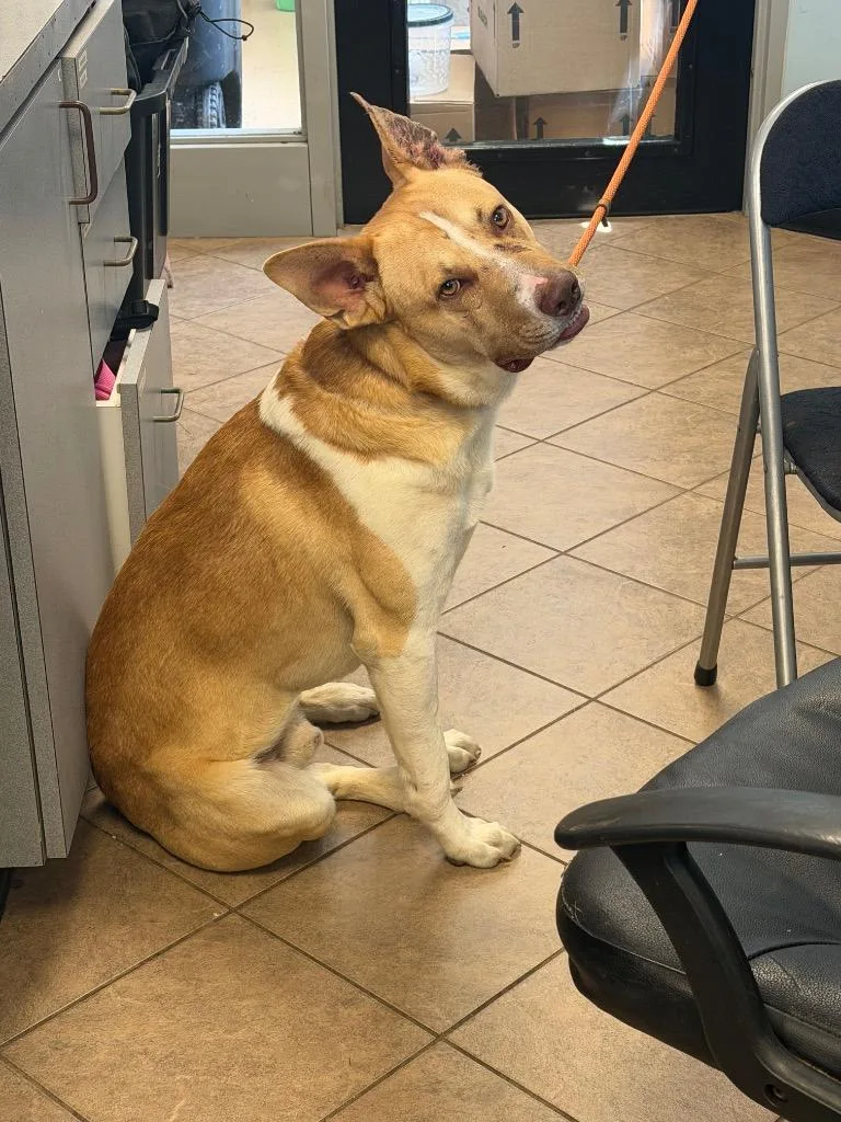 A young medium-sized male Mixed Breed dog named Dobby for adoption in Marion, OH