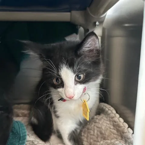 A baby small-sized male Black Domestic Long Hair cat named Slurry for adoption in Springfield, MA