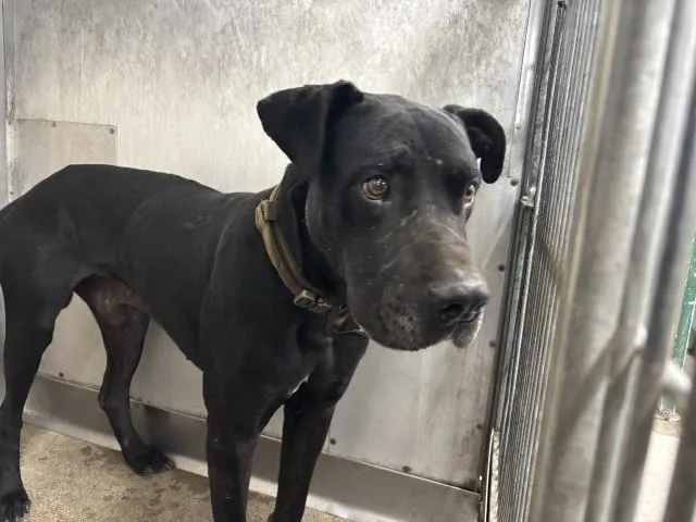 An adult large-sized male Cane Corso dog named Ffokcab for adoption in San Bernardino, CA