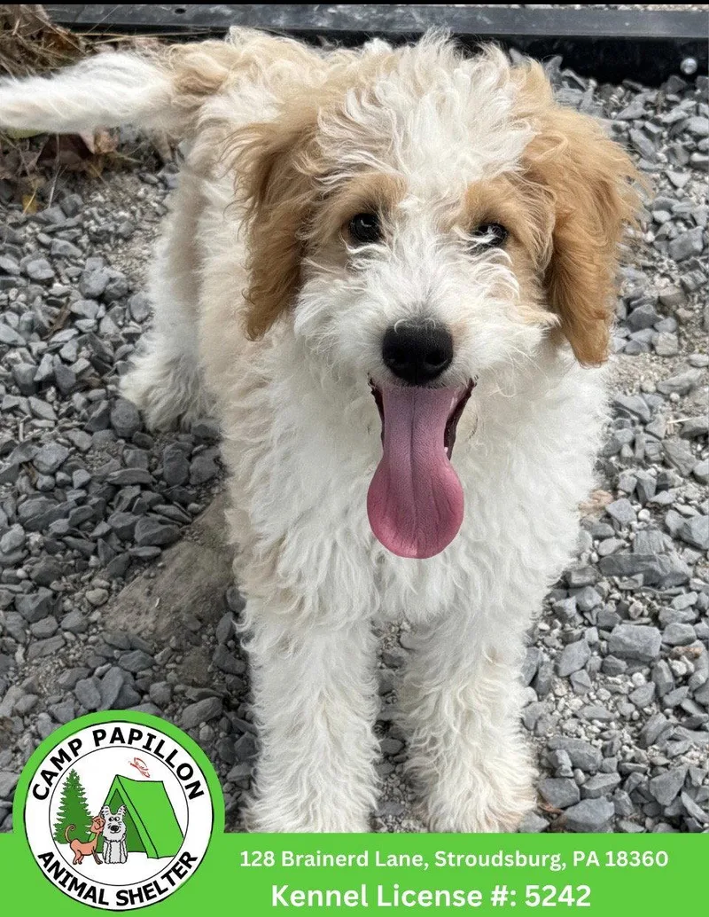 A young medium-sized male Poodle dog named Gordy for adoption in Stroudsburg, PA