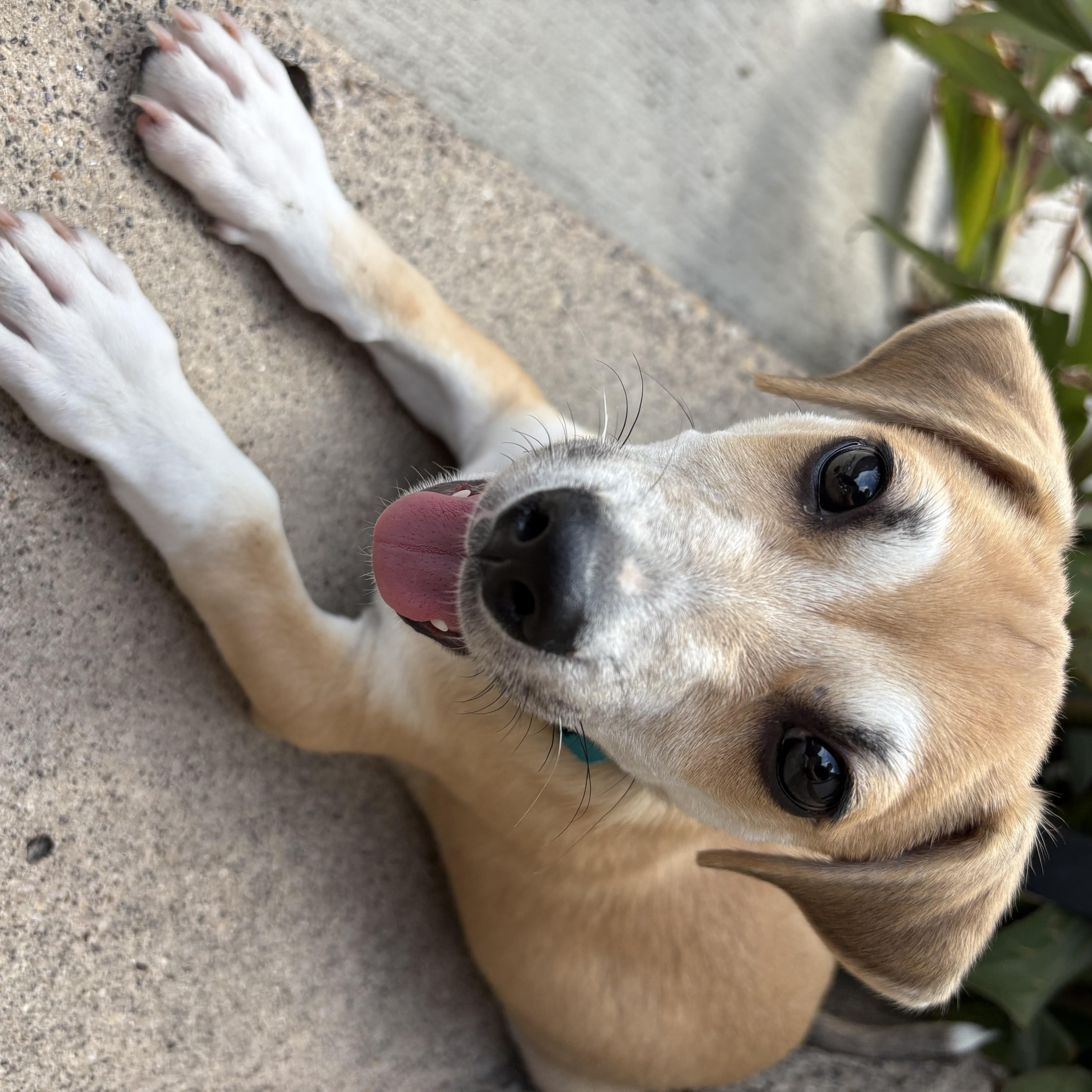 A young medium-sized male Yellow / Tan / Blond / Fawn Shepherd dog named Lone Ranger for adoption in Plano, TX