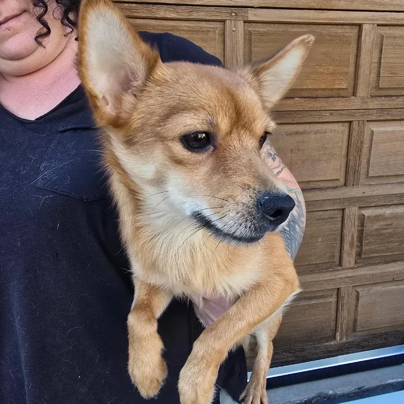 A young small-sized male Yellow / Tan / Blond / Fawn Pomeranian dog named Ghost for adoption in Klamath Falls, OR