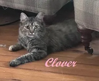 A baby medium-sized female Tabby (Brown / Chocolate) Domestic Medium Hair cat named Clover  Super Sweet for adoption in Southern Pines, NC