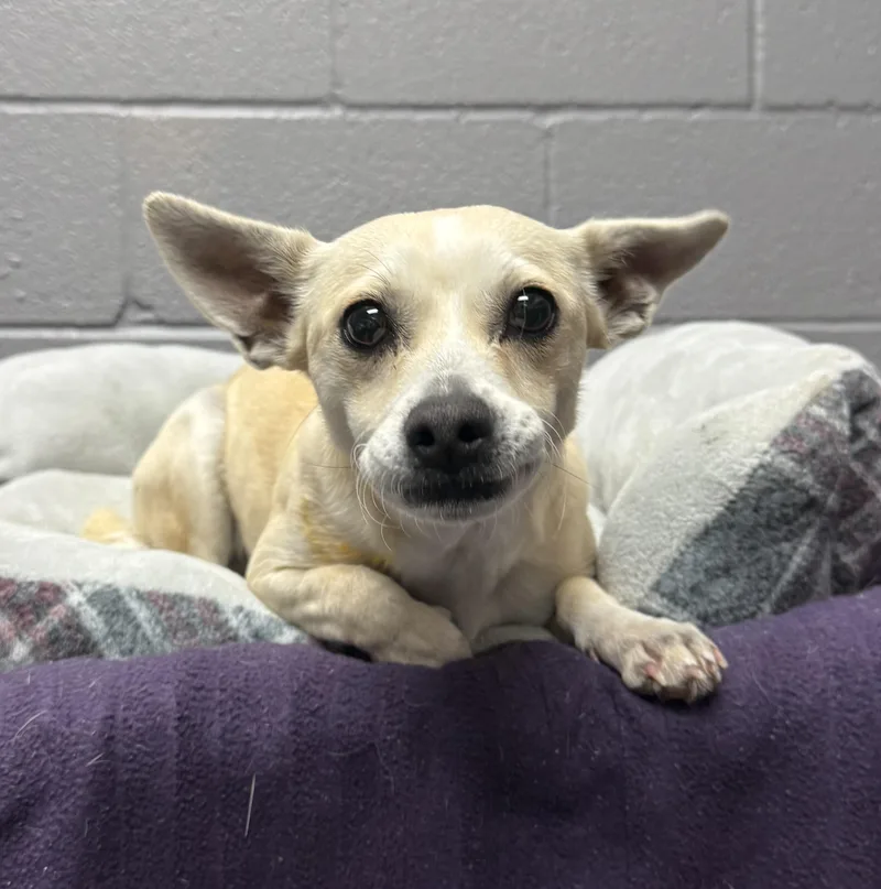 A young small-sized female Chihuahua dog named Dottie for adoption in Gainesville, TX