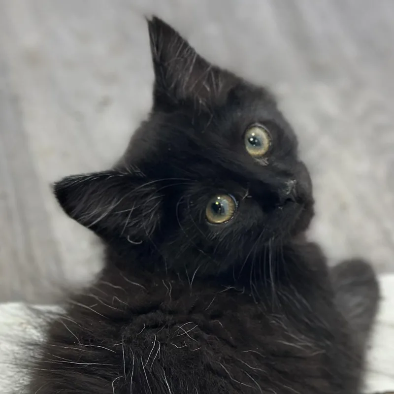 A baby medium-sized female Black Domestic Medium Hair cat named French Toast for adoption in Pontiac, MI