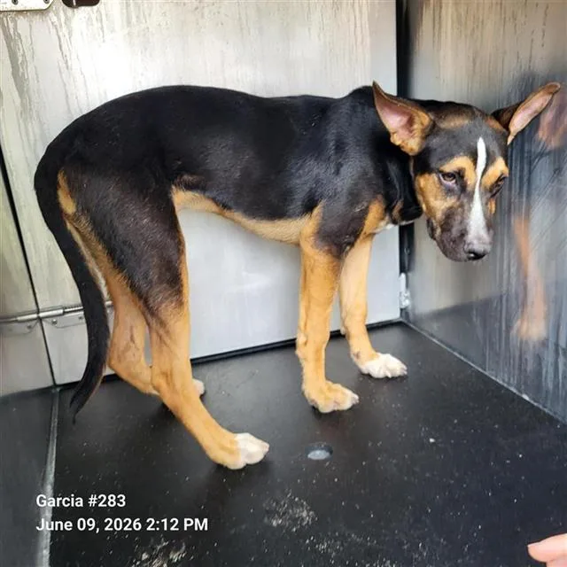 A young medium-sized male German Shepherd Dog dog named Teddi for adoption in San Antonio, TX