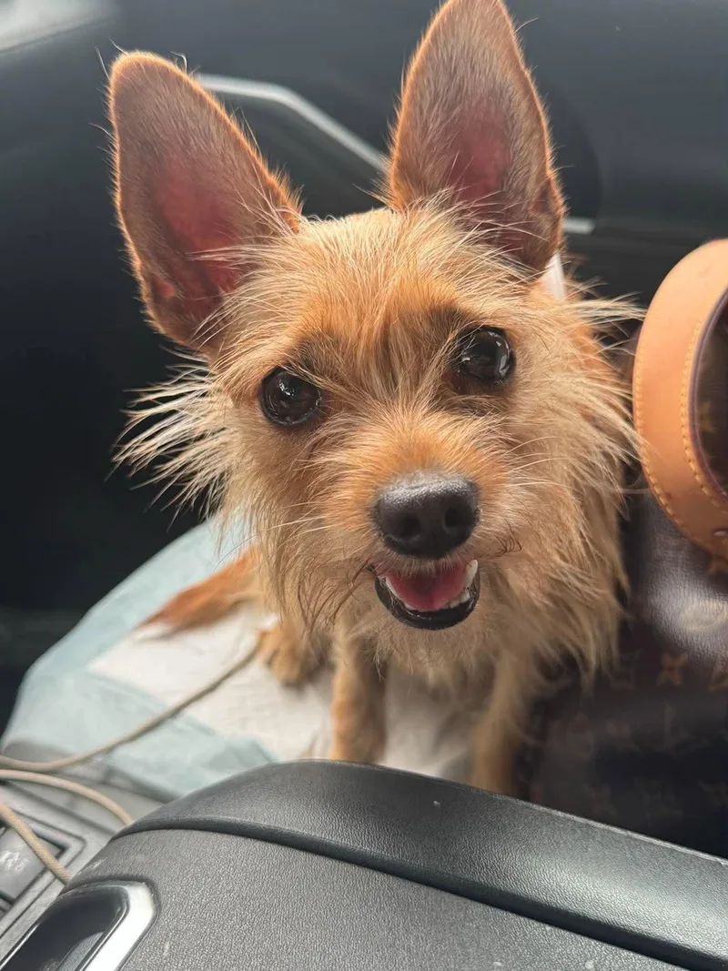 An adult small-sized female Shih Tzu dog named Piper  Sweet  for adoption in Sugar Land, TX