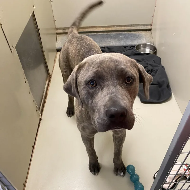A young large-sized female Gray / Blue / Silver Cane Corso dog named Wagsstray for adoption in Westminster, CA
