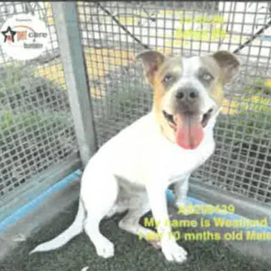 A young medium-sized male White / Cream Pit Bull Terrier dog named Westland A for adoption in Mission Hills, CA