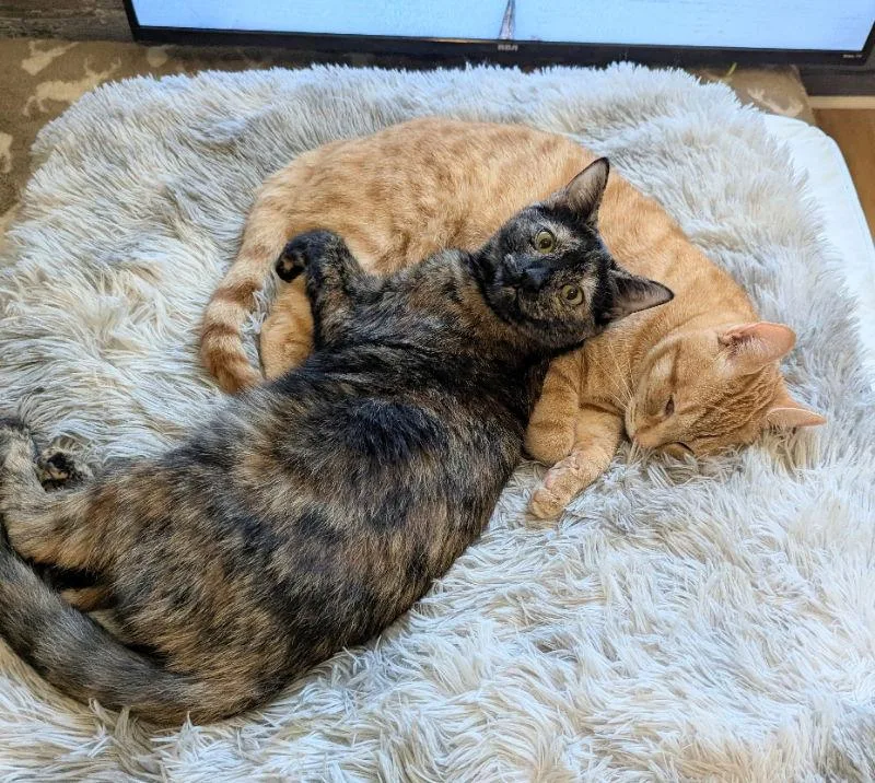 June Bug thumbnail 3