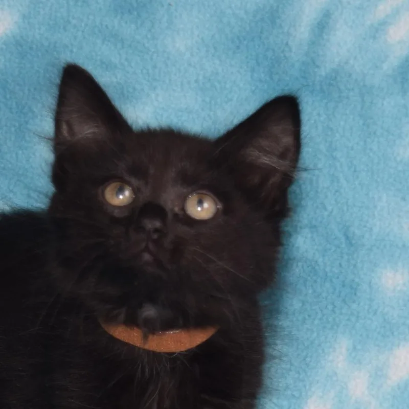 A baby small-sized female Black Domestic Short Hair cat named Olive for adoption in Eureka, CA