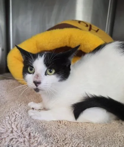 A baby medium-sized female Domestic Short Hair cat named Molly for adoption in Conway, SC