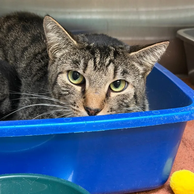A young medium-sized male Brown / Chocolate Domestic Short Hair cat named Charlie for adoption in East Hanover, NJ