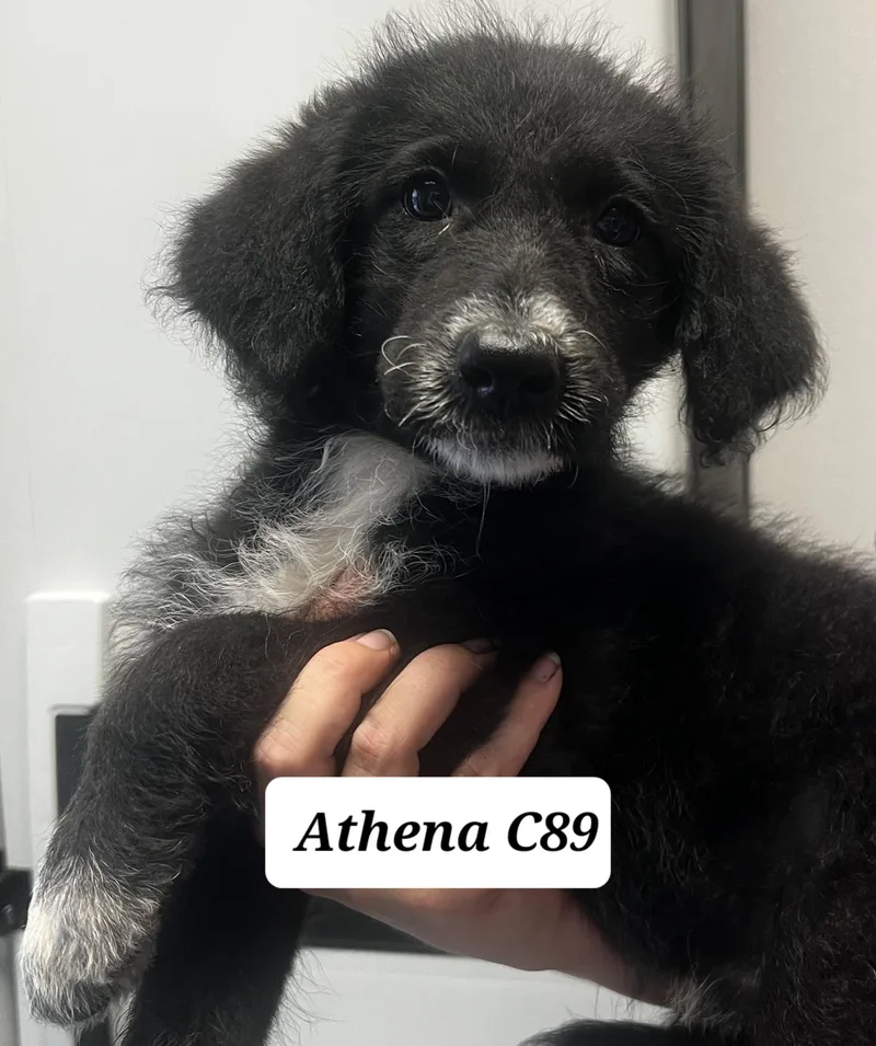 Athena