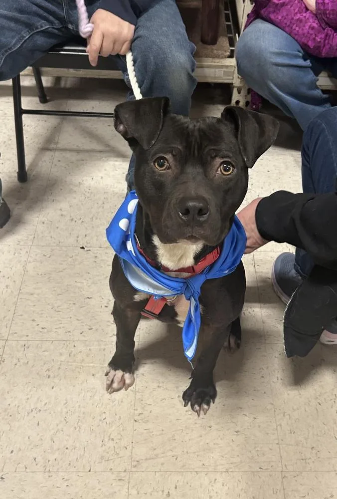 A young medium-sized female American Staffordshire Terrier dog named Leah for adoption in Willingboro, NJ