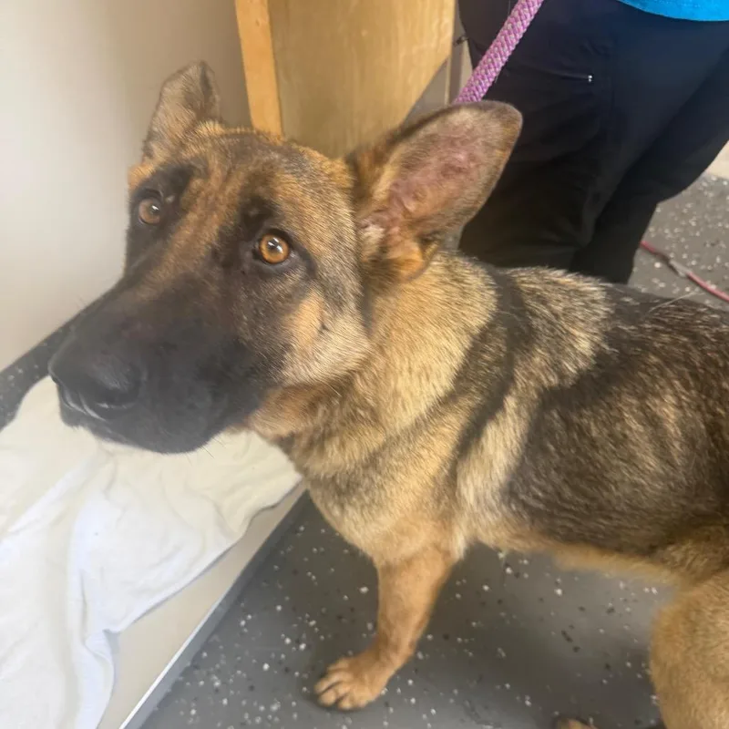 An adult medium-sized female Black Mixed Breed dog named Reba for adoption in Columbiana, AL