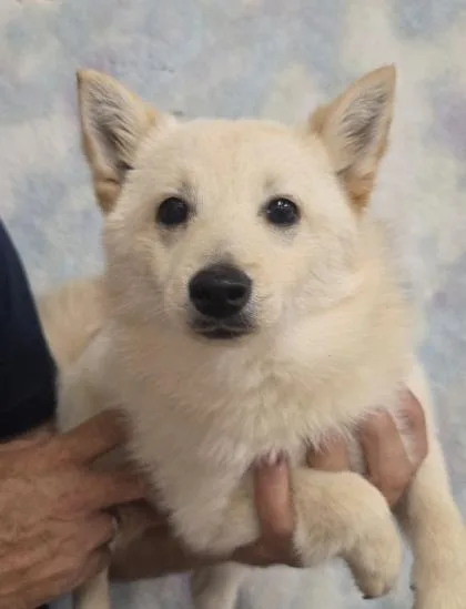 A baby small-sized female Schipperke dog named Sophie for adoption in Malvern, PA