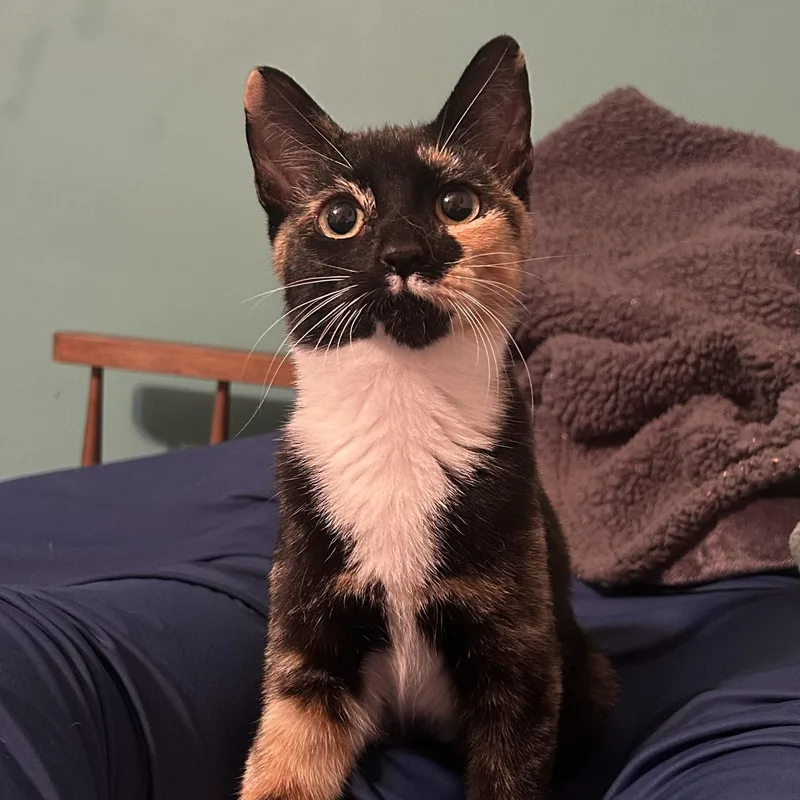 A young medium-sized female Calico Domestic Short Hair cat named Chianti for adoption in Bellmawr, NJ