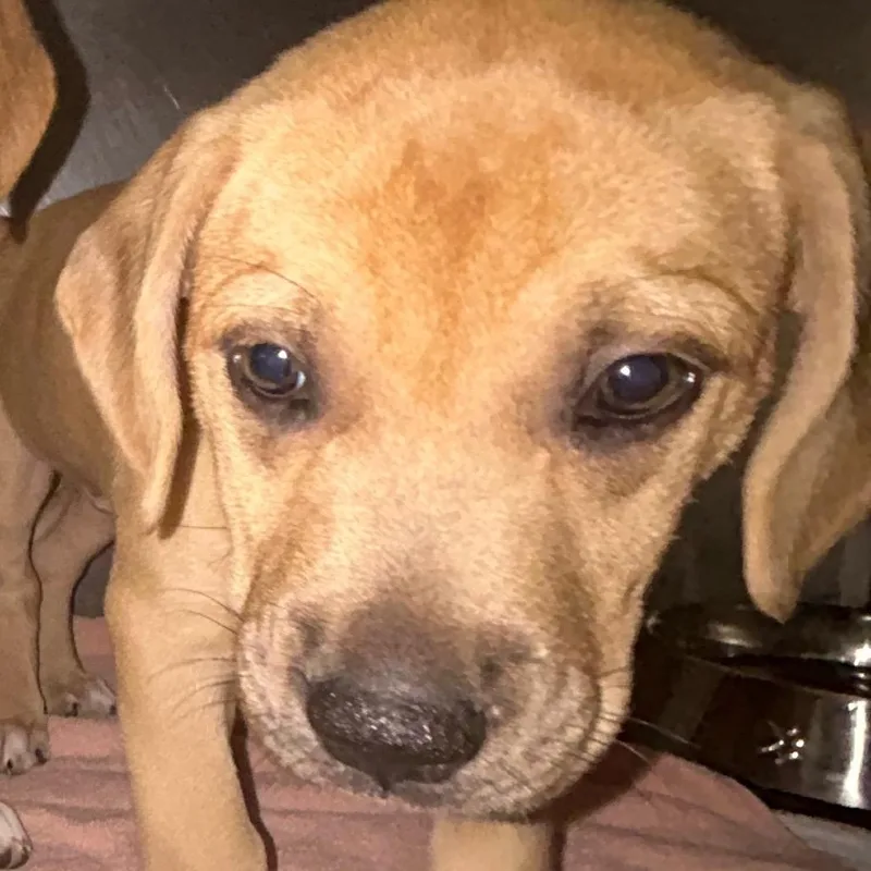 A baby small-sized male Yellow / Tan / Blond / Fawn Mixed Breed dog named Mac for adoption in Charleston, WV