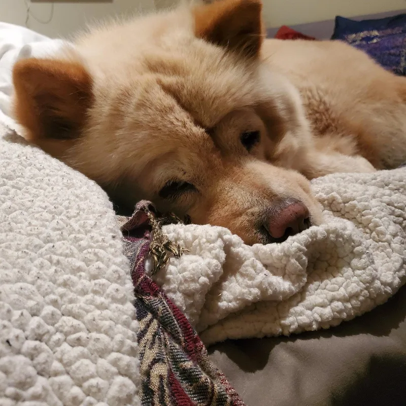 A young medium-sized female Chow Chow dog named Ginger for adoption in Santa Ana, CA