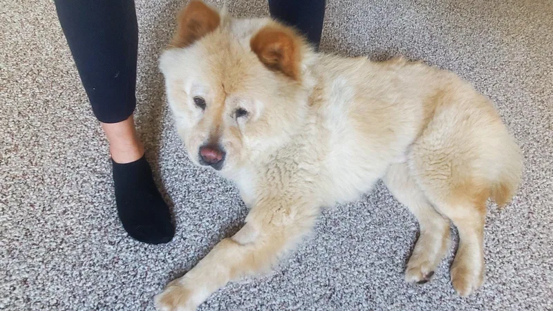 Ginger thumbnail 3