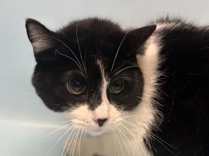 An adult small-sized male Domestic Short Hair cat named Umi for adoption in Golden Valley, MN