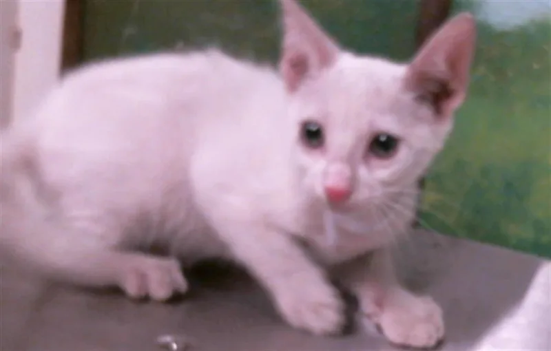 A baby small-sized female Domestic Short Hair cat named Tutsie for adoption in Houston, TX