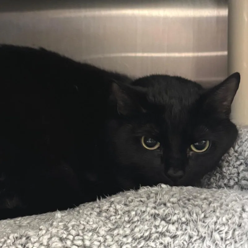 An adult large-sized female Black Domestic Short Hair cat named Nala for adoption in Springfield, MA