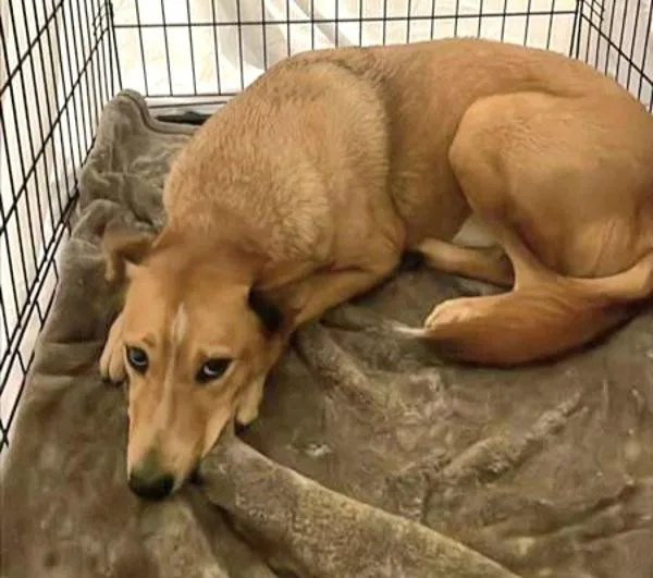 An adult large-sized female Australian Cattle Dog / Blue Heeler dog named Ignis for adoption in Austin, TX
