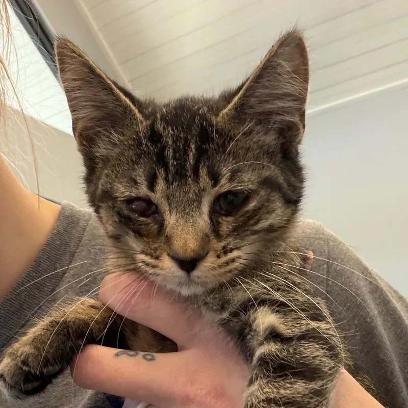 A baby small-sized female Gray / Blue / Silver Domestic Short Hair cat named Velcro for adoption in Marshall, TX