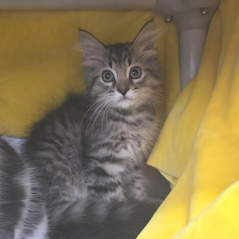 A baby small-sized male Brown / Chocolate Domestic Medium Hair cat named Fluffy for adoption in Fort Wayne, IN