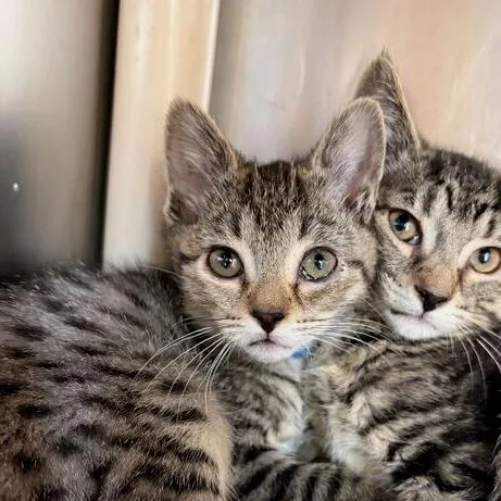 A baby small-sized female Brown / Chocolate Domestic Short Hair cat named Myra for adoption in Marshall, VA