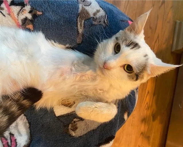 An adult small-sized female Domestic Short Hair cat named Andromeda for adoption in Westminster, MD