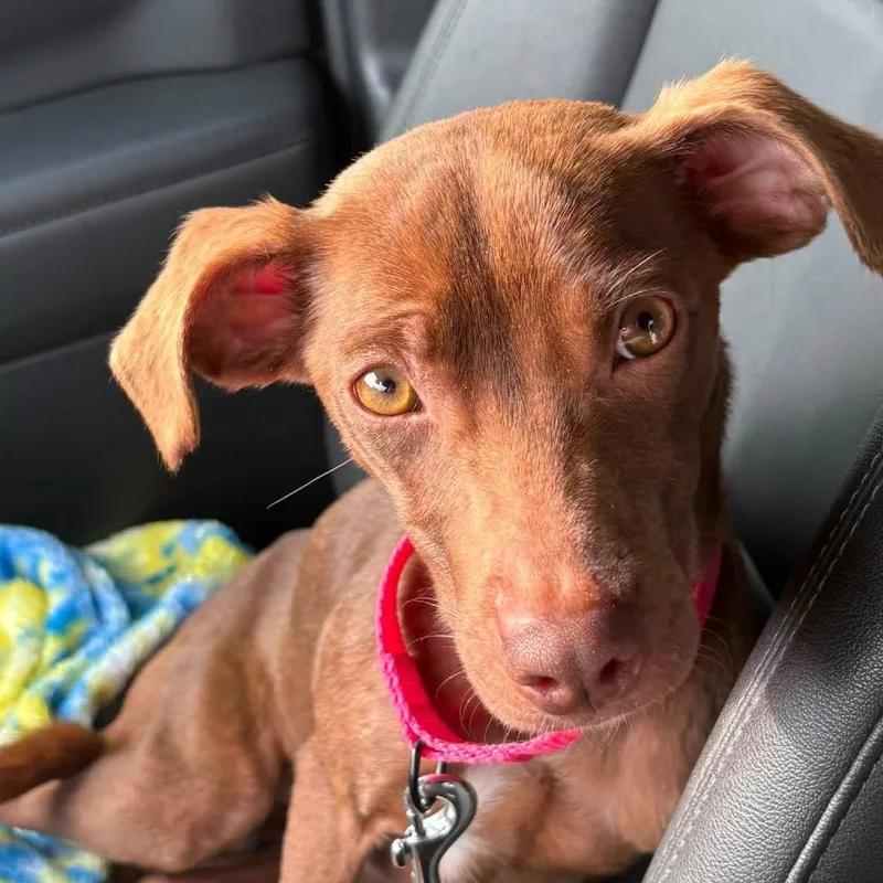 An adult small-sized female Brown / Chocolate Mixed Breed dog named Jasmine for adoption in Fredericksburg, VA