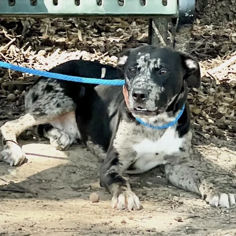 A young medium-sized male Brindle Catahoula Leopard Dog dog named Ira for adoption in Weatherford, TX