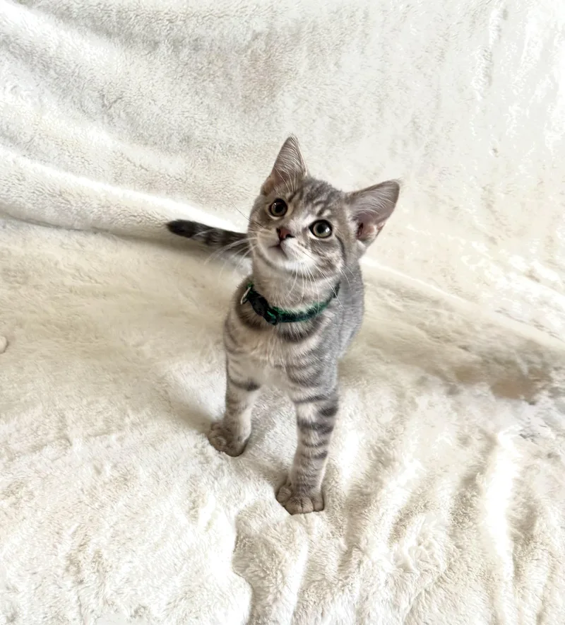 A baby medium-sized male Tabby (Gray / Blue / Silver) Domestic Short Hair cat named Pecan Pie for adoption in Davis, CA