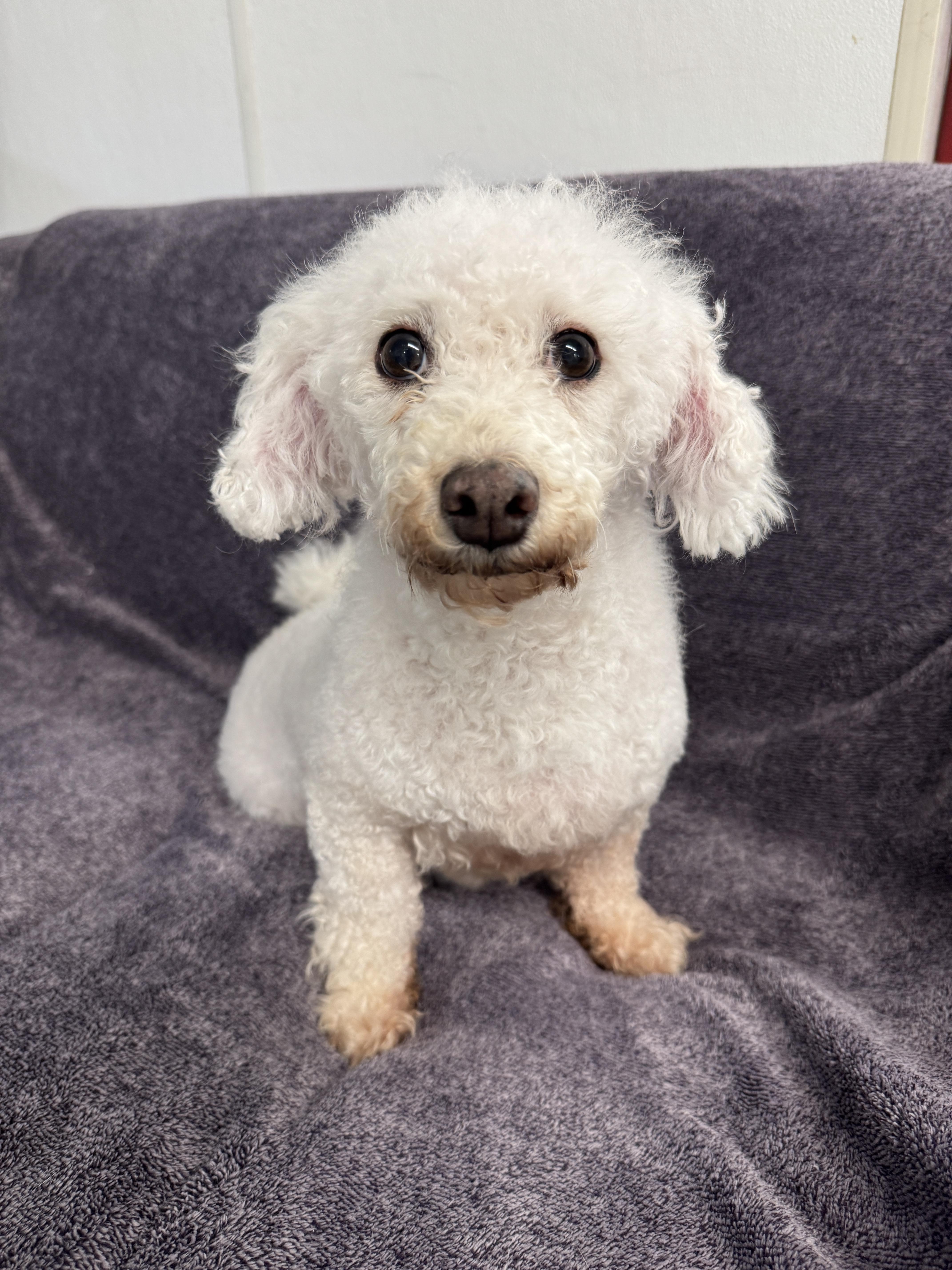 An adult small-sized female Miniature Poodle dog named Valerie for adoption in Auburn, NE