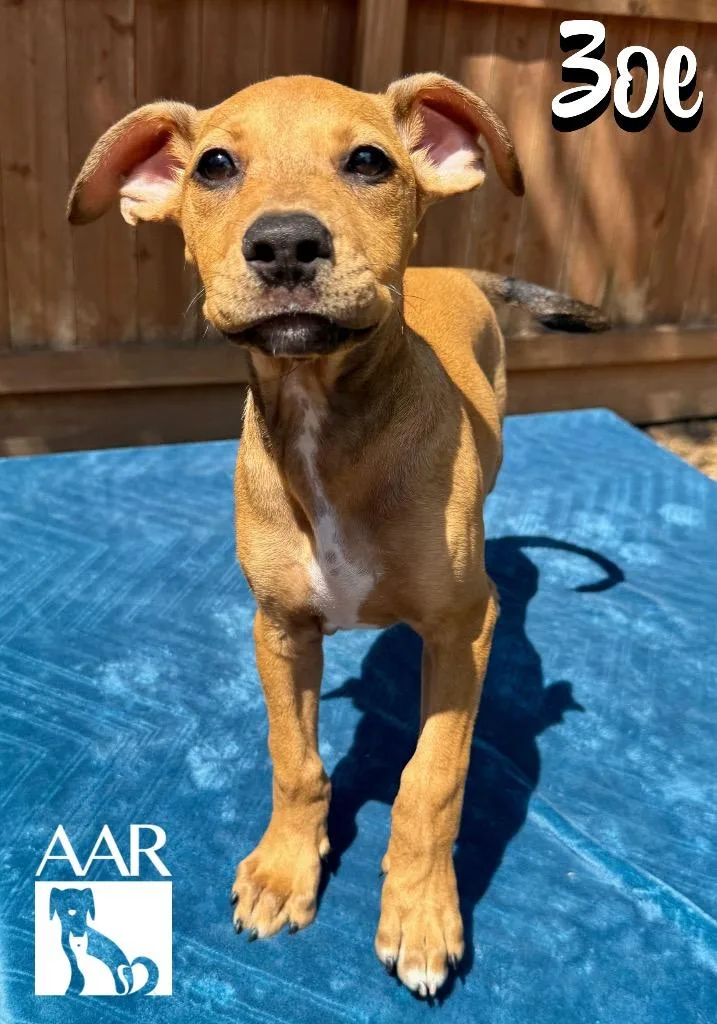 A baby medium-sized female Rhodesian Ridgeback dog named Zoe for adoption in Magnolia, TX
