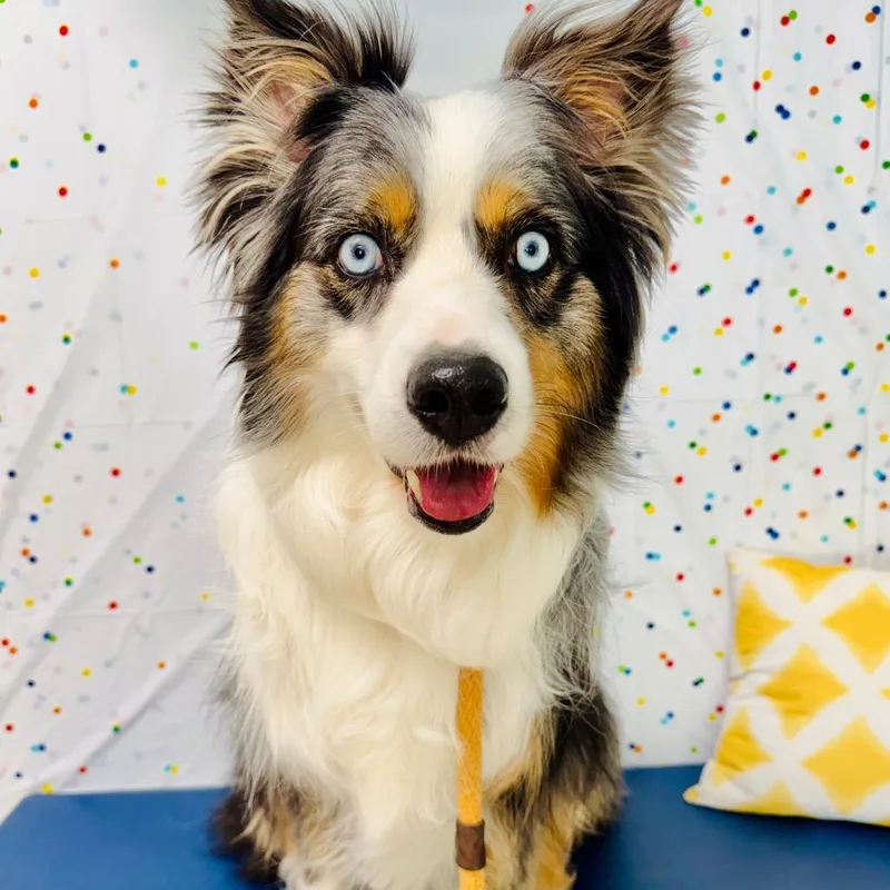 A senior medium-sized male Gray / Blue / Silver Australian Shepherd dog named Milo for adoption in Lebanon, MO