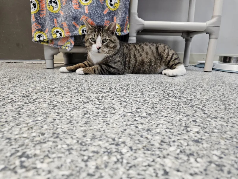 An adult extra large-sized male Tabby (Brown / Chocolate) Domestic Short Hair cat named Tiger for adoption in Dunkirk, NY