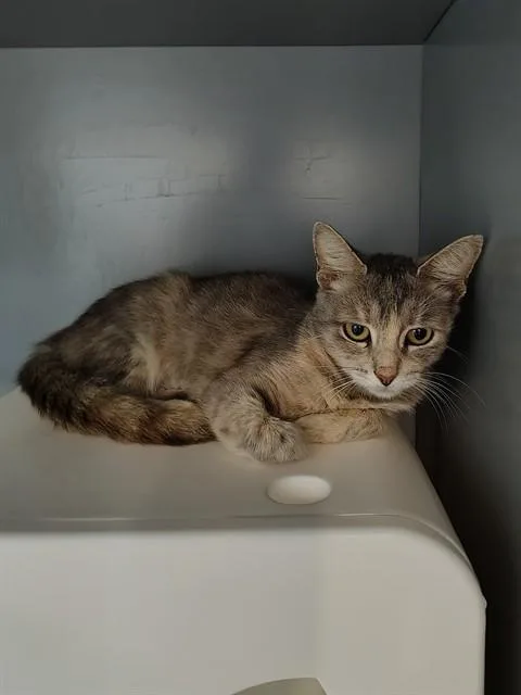 A young medium-sized female Domestic Short Hair cat named Scrubbing Bubbles for adoption in Leesburg, VA