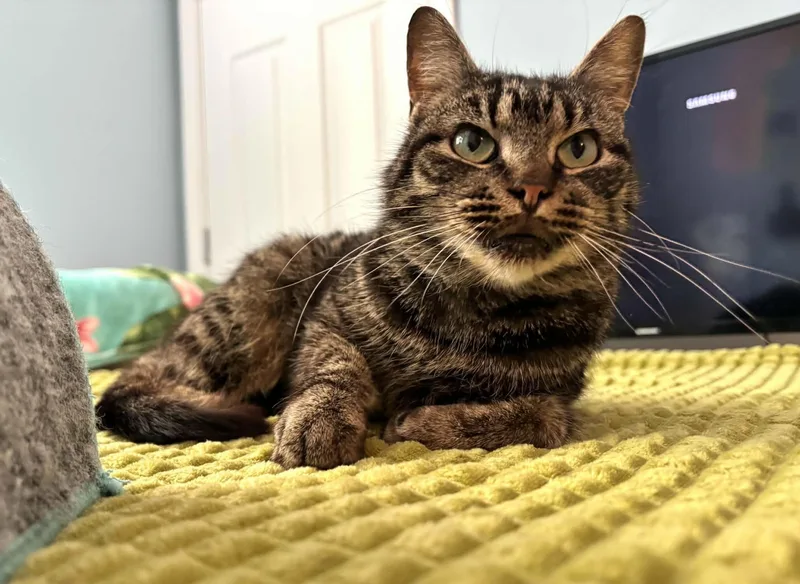 An adult medium-sized male Tabby (Tiger Striped) Tabby cat named Bay for adoption in Lawrenceville, GA