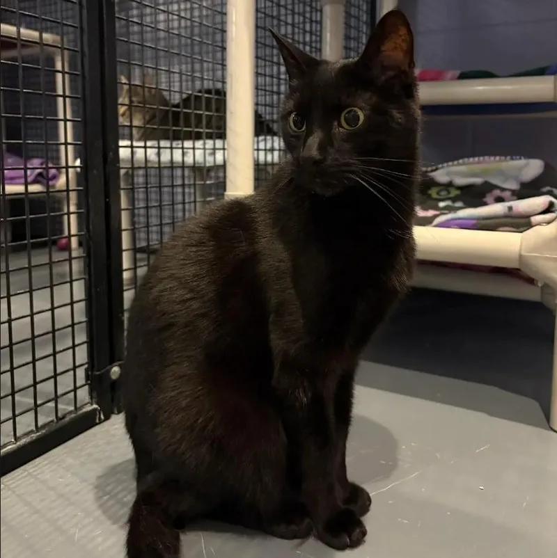 An adult medium-sized male Domestic Short Hair cat named Moon for adoption in South Bend, IN