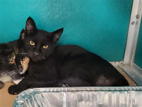 A baby small-sized male Domestic Short Hair cat named Raven for adoption in Naples, FL