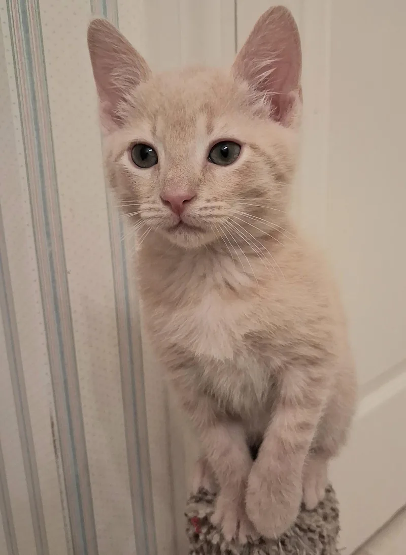 A baby medium-sized male Buff / Tan / Fawn Domestic Short Hair cat named TBone for adoption in Greenville, NC